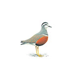  Dotterel 