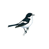  Flycatcher 