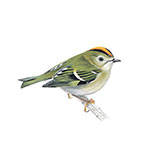  Goldcrest 