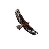  Golden Eagle 