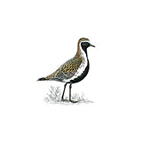  Golden Plover 