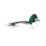  Goldeneye 