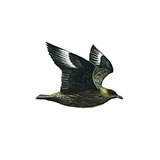  Great Skua 