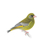  Greenfinch 