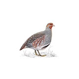  Grey Partridge 