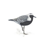  Grey Plover 