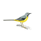  Grey Wagtail 