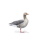  Greylag Goose 