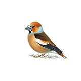  Hawfinch 