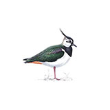  Lapwing 