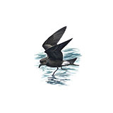  Leachs Petrel 