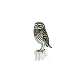  Little Owl 
