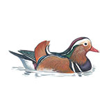  Mandarin Duck 