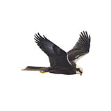  Marsh Harrier 