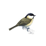  Marsh Tit 