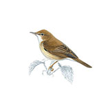  Marsh Warbler 
