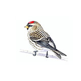  Mealy Redpoll 