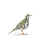  Mistle Thrush 