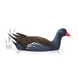  Moorhen 