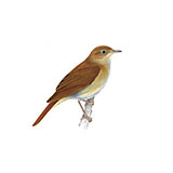  Nightingale 