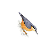  Nuthatch 
