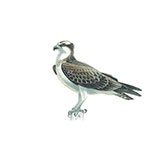  Osprey 