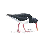  Oystercatcher 