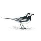 Pied Wagtail 