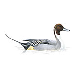  Pintail 