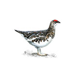  Ptarmigan 