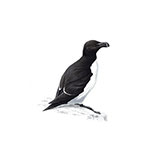  Razorbill 