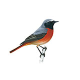  Redstart 