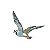  Ringed Plover 