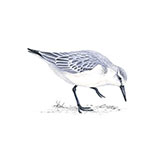  Sanderling 