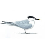  Sandwich Tern 