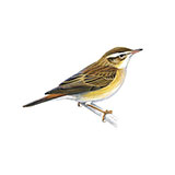  Sedge Warbler 