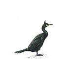 Shag 
