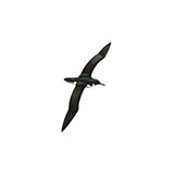  Shearwater 