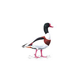  Shelduck 