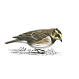  Shorelark 