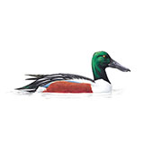  Shoveler 