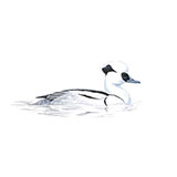  Smew 