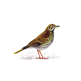  Song Thrush 
