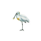  Spoonbill 