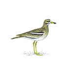 Stone Curlew 