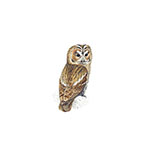  Tawny Owl 