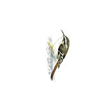  Treecreeper 