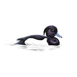  Tufted Duck 