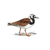  Turnstone 