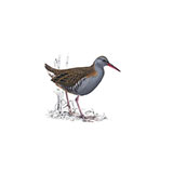  Water Rail 
